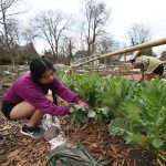 A young woman with a fuscia colored sweater and long dark hair swuats on mulch as she prunes cabbage.